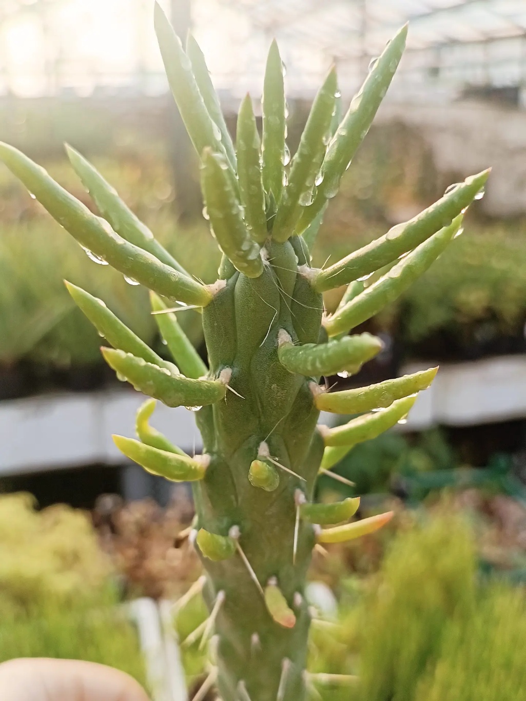 Cactus Buzdugan