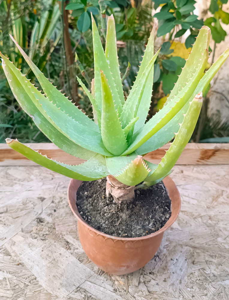 Aloe vera clasică - imagine 2