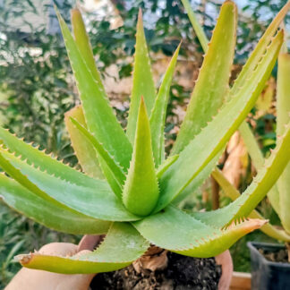 Aloe vera clasică