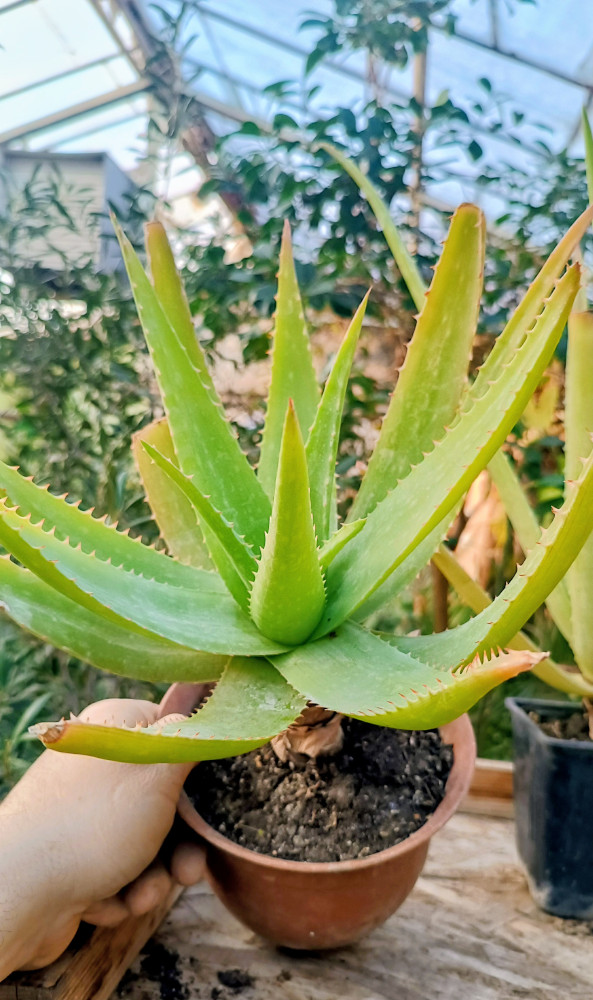 Aloe vera clasică