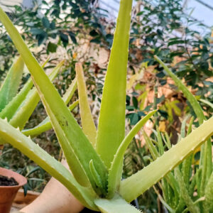 Aloe vera viguroasă