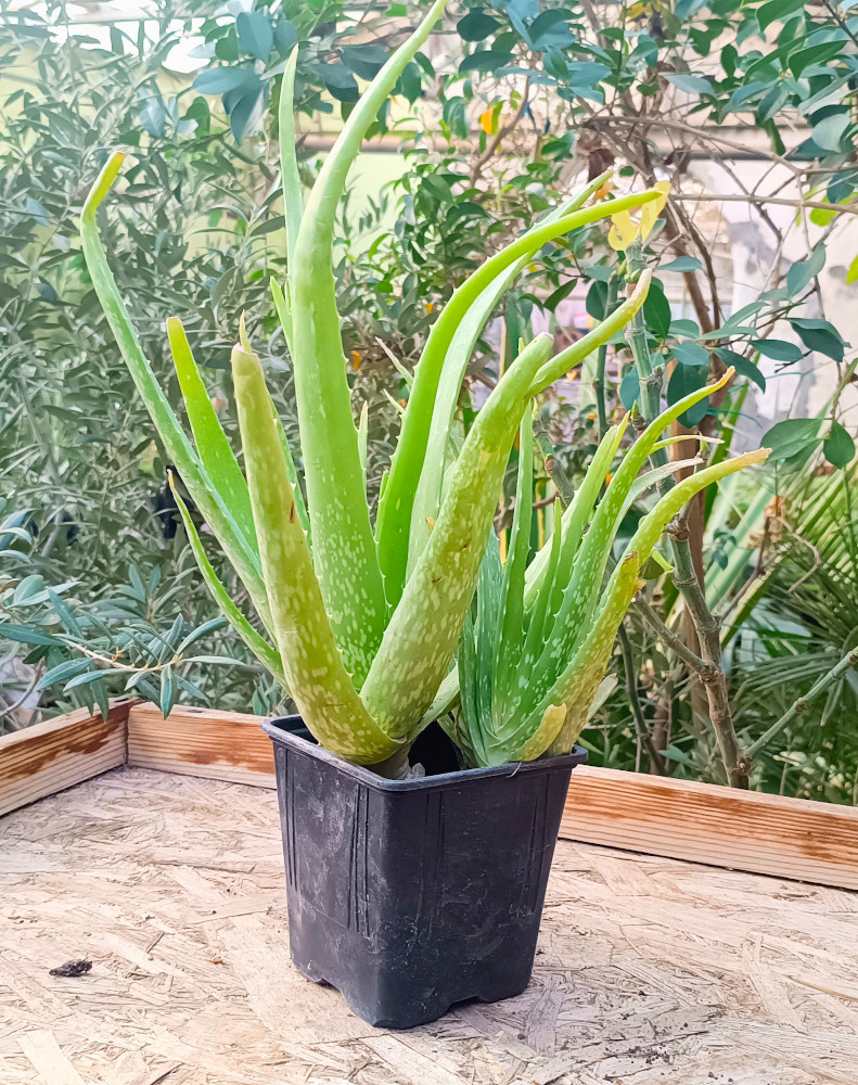 Aloe vera hibridă - imagine 2