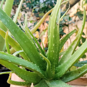 Aloe vera hibridă