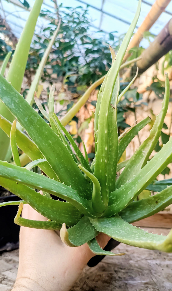 Aloe vera hibridă