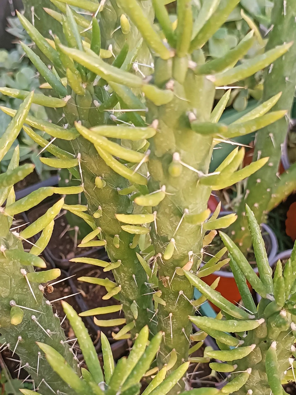 Cactus Buzdugan - imagine 2